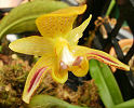 Bulbophylluym deareii