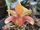 Bulbophyllum lobbii �WINE�