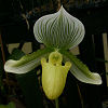 Paph. Maudiae