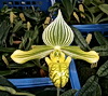 Paph venustum var. alba