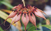 Bulbophyllum rothschildianum