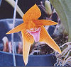 Bulbophyllum smithinindii
